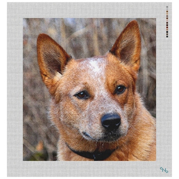 Australian Cattle Dog Needlepoint Kit Stitched Preview