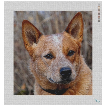 Australian Cattle Dog Needlepoint Kit