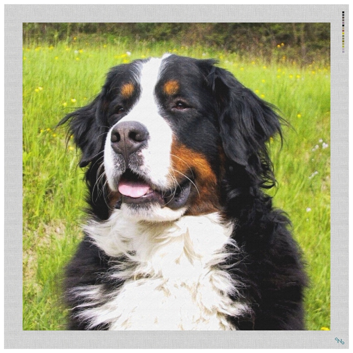 Bernese Mountain Dog Needlepoint Pillow Kit Stitched Preview