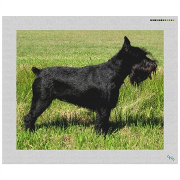 Black Schnauzer Needlepoint Kit Stitched Preview