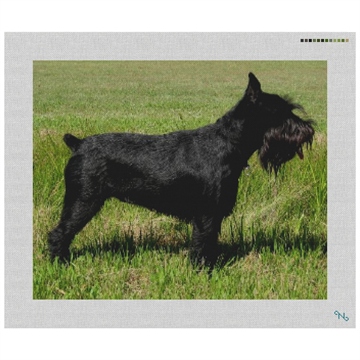 Black Schnauzer Needlepoint Kit