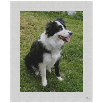 Border Collie Needlepoint Kit