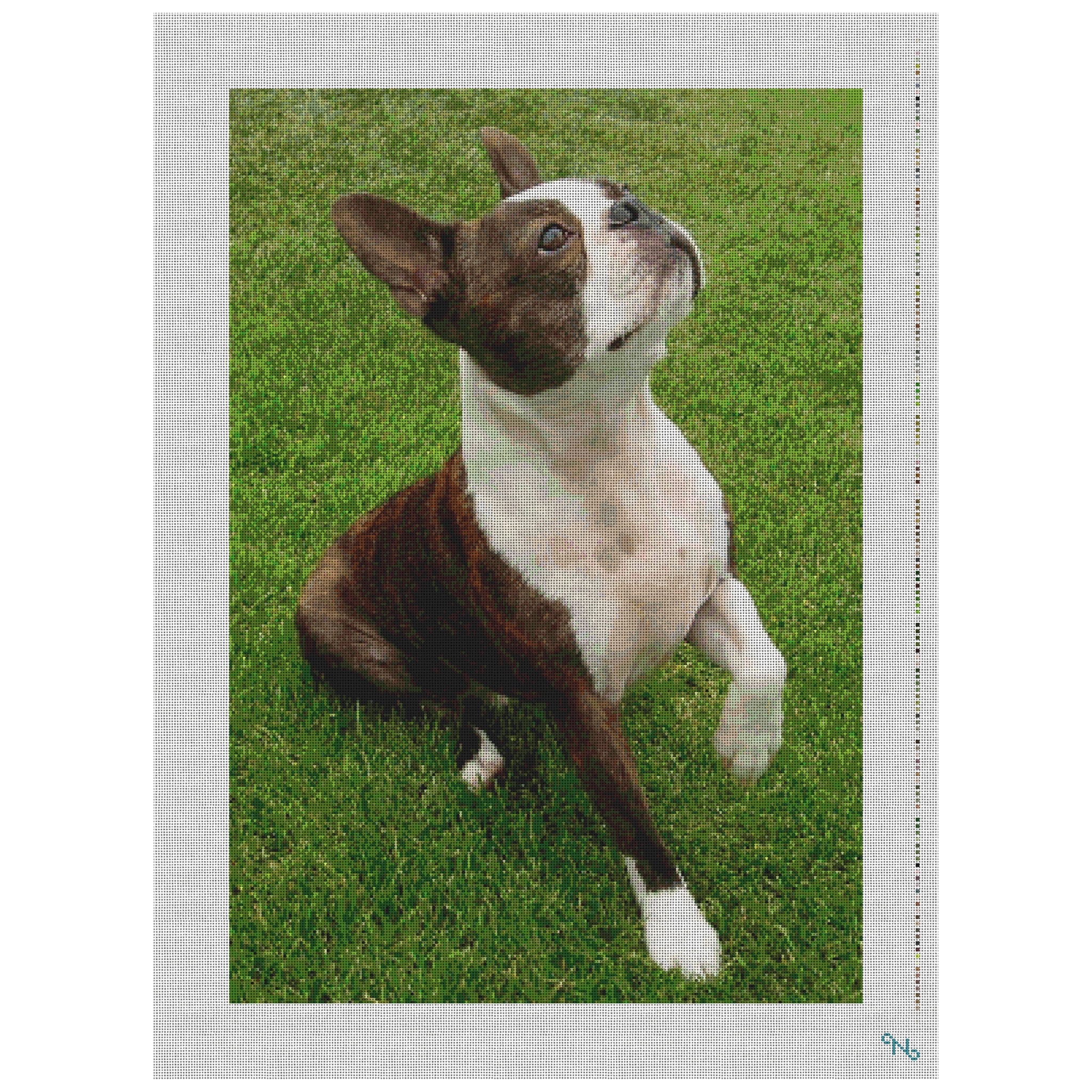 Boston Terrier Needlepoint Kit
