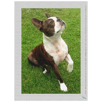 Boston Terrier Needlepoint Kit Stitched Preview