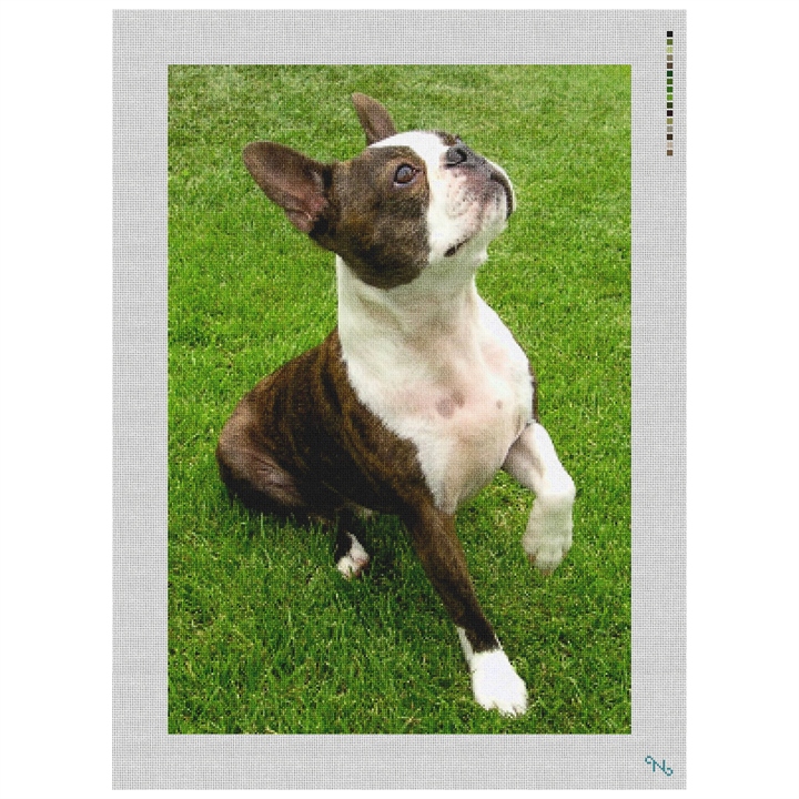 Boston Terrier Needlepoint Kit Stitched Preview