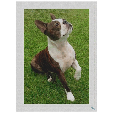 Boston Terrier Needlepoint Kit