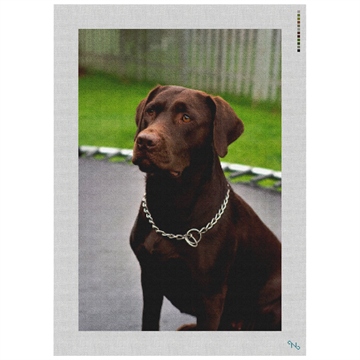 Chocolate Lab Needlepoint Kit Stitched Preview