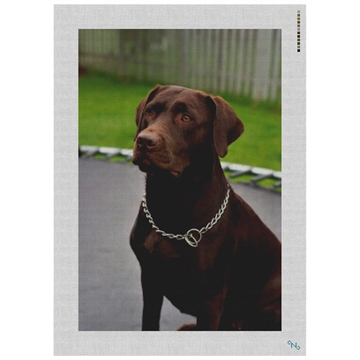 Chocolate Lab Needlepoint Kit