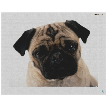 Cute Pug Needlepoint Kit