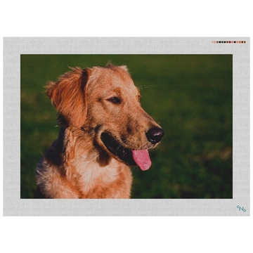 Golden Retriever Needlepoint Kit