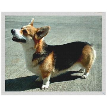 Welsh Corgi Needlepoint Pillow Kit Stitched Preview