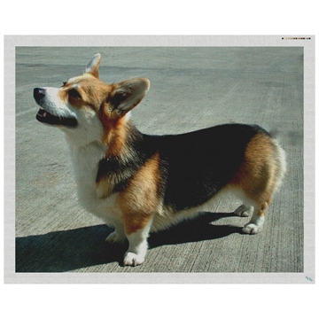 Welsh Corgi Needlepoint Pillow Kit